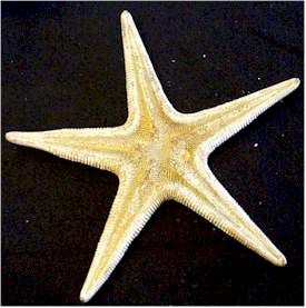 sanibel seashells starfish sea shells 